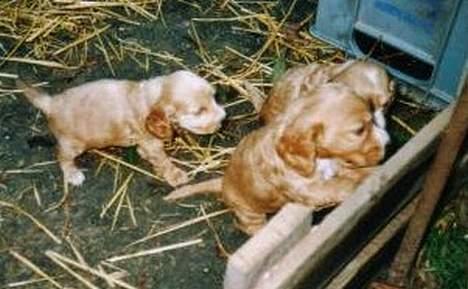Cocker spaniel Buller *død* - Buller som hvalp, det er ham der står op billede 7