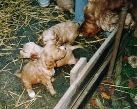 Cocker spaniel Buller *død* - Buller som hvalp, det er ham der er nærmest kameraet billede 8