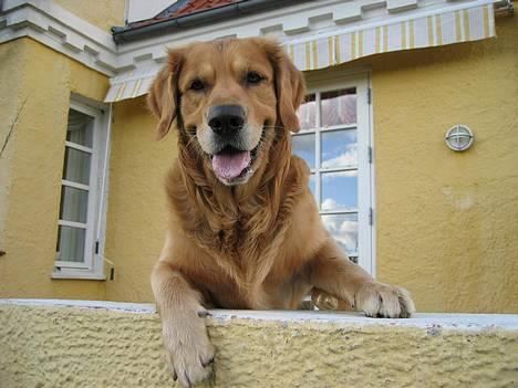 Golden retriever Balder - HEJ HEJ billede 1