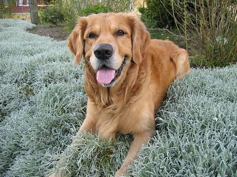Golden retriever Balder - NYT MAJ billede 2
