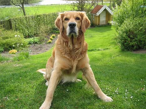 Golden retriever Balder - NYT MAJ billede 3