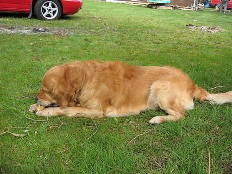 Golden retriever Balder - nyt maj billede 4
