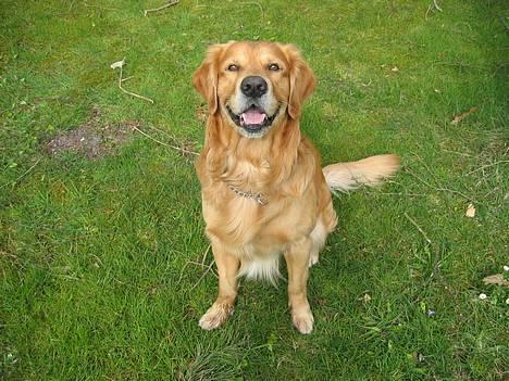 Golden retriever Balder - nyt maj billede 5