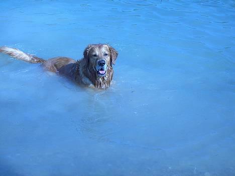 Golden retriever Balder - nyt maj, Balder og mor billede 6