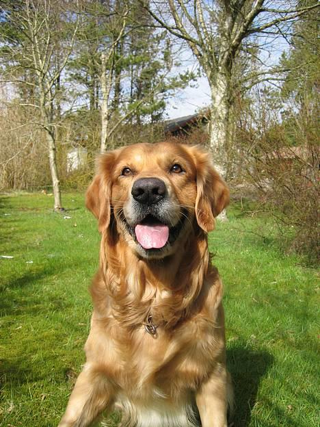 Golden retriever Balder - nyt maj billede 7