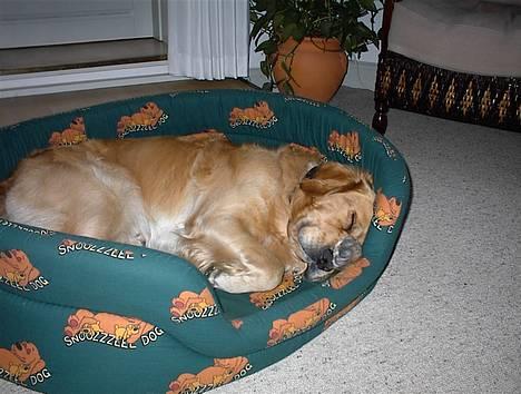 Golden retriever Balder billede 8