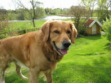 Golden retriever Balder - NYT MAJ billede 9