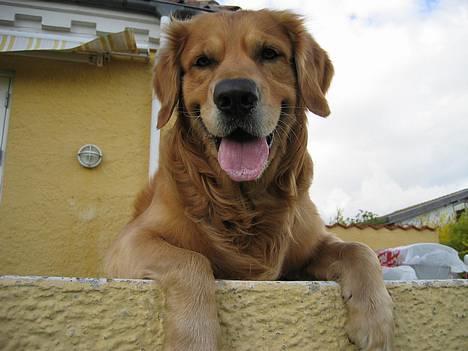 Golden retriever Balder - NYT MAJ billede 10