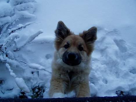 Islandsk fårehund Bliki - Bliki elsker sne, han er ikke til at få ind. billede 1