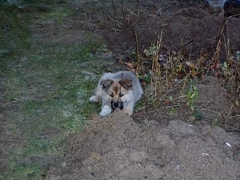 Islandsk fårehund Bliki - Nu kan I ikke se mig !!! billede 2
