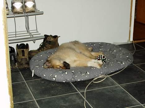 Islandsk fårehund Bliki - Det er hårdt at være en liile hund, der vil det hele. billede 3