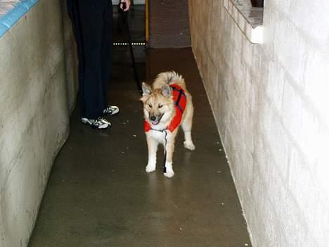 Islandsk fårehund Bliki - Så er vi klar til workout. billede 4