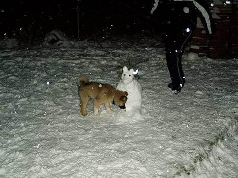 Islandsk fårehund Bliki - Bliki´s første snemand, han er et naturtalent billede 5