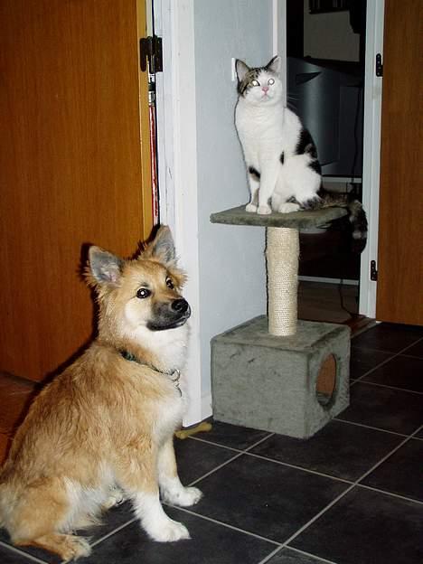 Islandsk fårehund Bliki - Bliki og hans bedste ven Fie billede 6