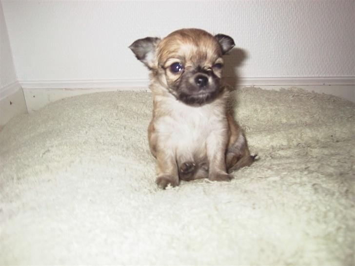 Chihuahua Beauty  - Beauty mellem 2-3 mdr gammel (en anden har taget billedet). billede 1