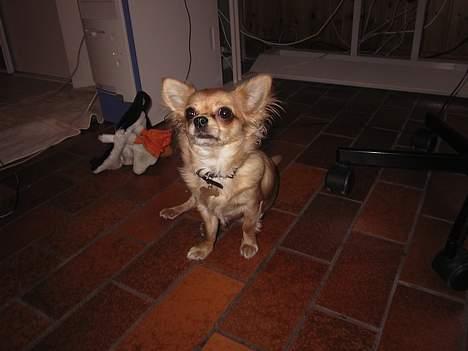Chihuahua Beauty  - "Vil nogen lege med mig ?" -hun elsker at lege med legetøjet "Lundi" (i baggrunden). billede 2