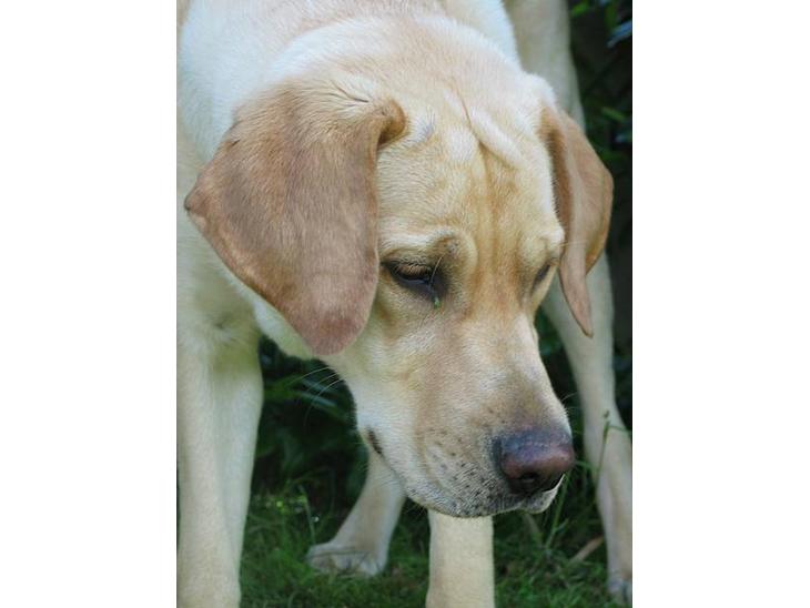 Labrador retriever Kikki - Det er Kikki;D billede 1