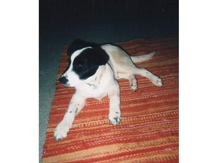 {{currentPhoto.altText}} billede {{currentPhoto.number}}