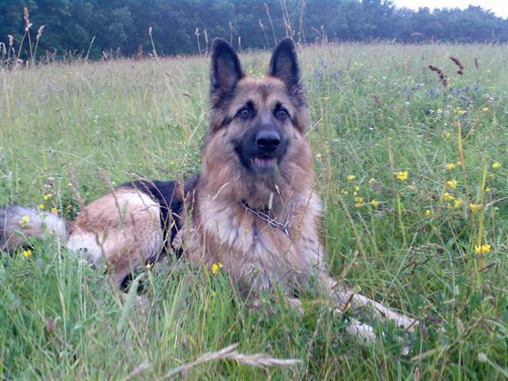 {{currentPhoto.altText}} billede {{currentPhoto.number}}