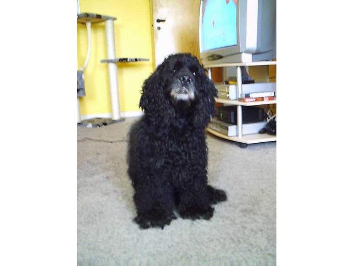 Amerikansk cocker spaniel Charlie (død) billede 1