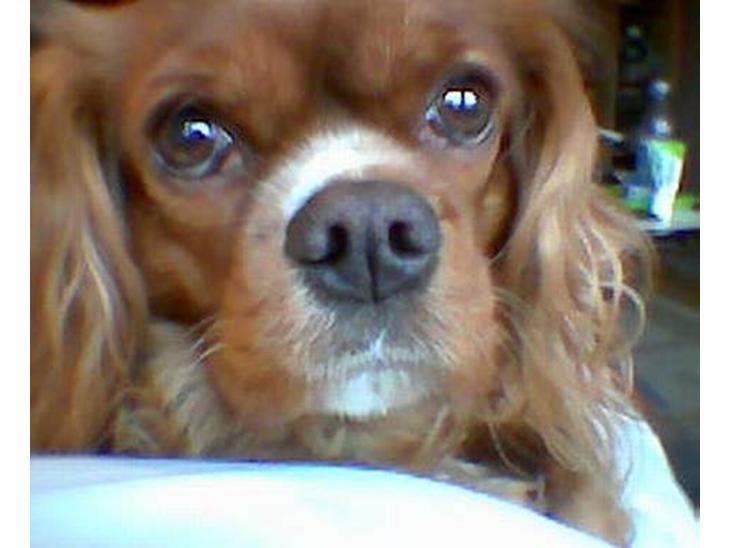 Cavalier king charles spaniel Dali (r.i.p 2008) billede 1
