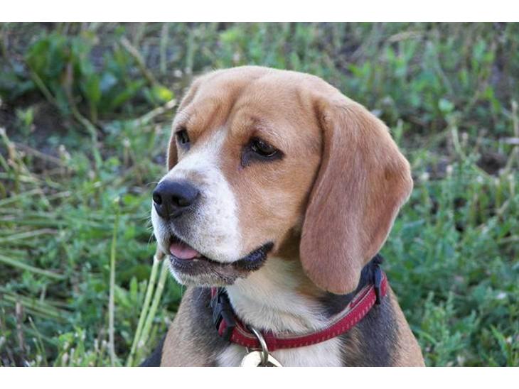 Beagle Mille billede 1