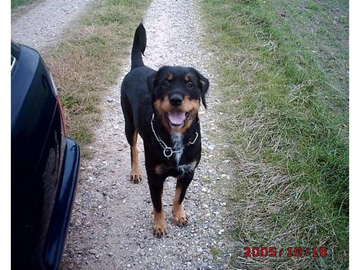 Blanding af racer Tacco (RIP 23-04-12) :(  - Tacco billede 1