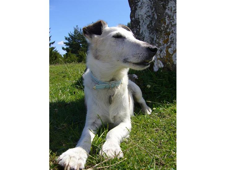 Glathåret foxterrier Hobbi  - På tur på Öland - snart 12 den gamle dreng... ;) *NYT* billede 1