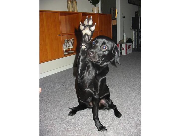 Labrador retriever Berta - High five.... (giv mig 5 ;-)) billede 1