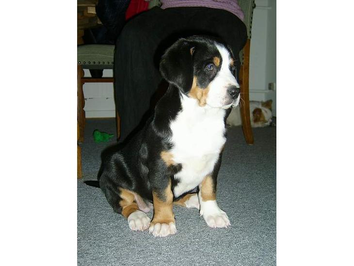 {{currentPhoto.altText}} billede {{currentPhoto.number}}