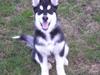 Alaskan malamute Simba