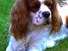 Cavalier king charles spaniel Zimba