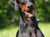 Dobermann Bianca *DØD* [ Himmelhund]
