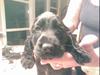 Cocker spaniel Jedi