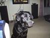 Labrador retriever King