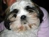 Shih tzu Mingh og Mao og Mitzu