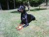 Dobermann Fanny      "RIP"  2011 [ Himmelhund]