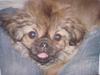 Tibetansk spaniel Popo