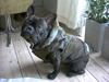 Fransk bulldog Barney of sweet angel