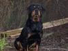 Rottweiler  Basse