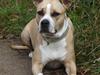 Amerikansk staffordshire terrier Xena