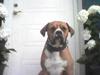 Amerikansk bulldog bastian R.I.P