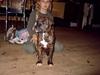 Amerikansk bulldog molly