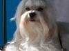 Malteser MAX