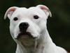 Staffordshire bull terrier Günter