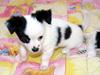 Chihuahua Snoopy