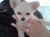 Chihuahua Futte