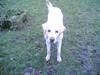 Labrador retriever Rynke