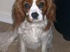 Cavalier king charles spaniel Gizmo