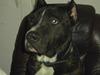 Cane corso obelix